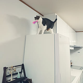 ダイソー 猫じゃらしのインテリア実例 Roomclip ルームクリップ