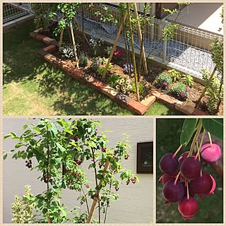 部屋全体/収穫時?/ジュンベリー/分譲建売住宅の庭造り/フォロワーさんに感謝感激雨霰!...などのインテリア実例 - 2017-05-30 14:54:23