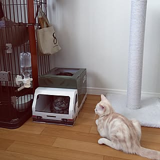 リビング ねこのきもち付録のインテリア実例 Roomclip ルームクリップ