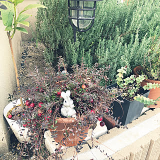 庭 クランベリーのインテリア実例 Roomclip ルームクリップ