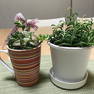 机/多肉ちゃんの寄せ植え♪/すごく可愛い♪/minneで購入♡/努力賞頂きました~(∩ˊᵕˋ∩)...などのインテリア実例 - 2017-12-12 10:52:26