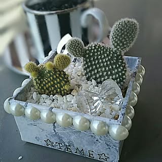 サボテン/サボテンクラブ☺︎/賃貸/賃貸でも楽しく♪/テメちゃんスタイル♡...などのインテリア実例 - 2017-04-15 09:11:19