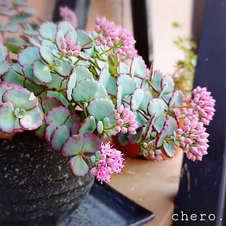 お庭 紅葉する多肉のインテリア実例 Roomclip ルームクリップ