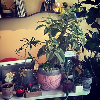 多肉植物 カランコエ ベハレンシスのインテリア実例 Roomclip ルームクリップ 多肉植物 カランコエ ベハレンシスのインテリア実例 Roomclip ルームクリップ