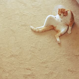 部屋全体/ねこばかりですいません/ねこのいる風景/ねこバカ/癒し...などのインテリア実例 - 2015-05-16 16:51:12