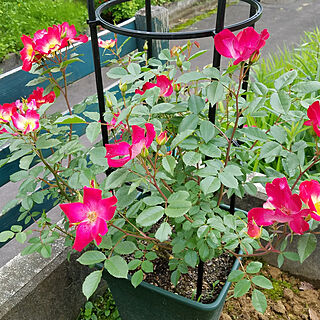 鉢植えの薔薇のインテリア実例 Roomclip ルームクリップ