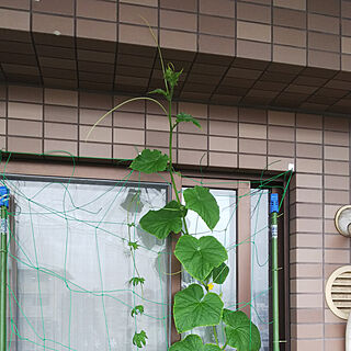 グリーンカーテン きゅうりの苗のインテリア実例 Roomclip ルームクリップ