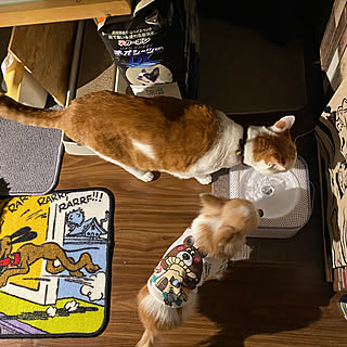 にゃんこ/わんこ/PETKIT/ウォーターファウンテン（ドリンキング）/猫の日♥...などのインテリア実例 - 2020-02-22 14:44:49