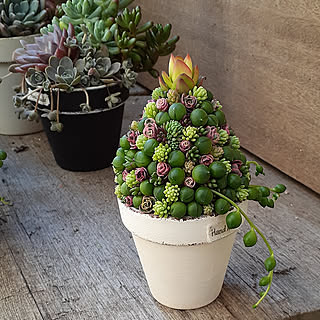 多肉鉢のインテリア実例 Roomclip ルームクリップ