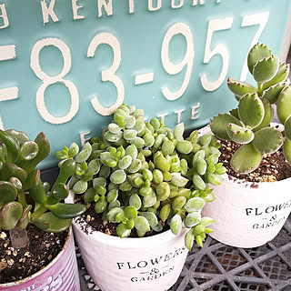 棚 熊童子のインテリア実例 Roomclip ルームクリップ