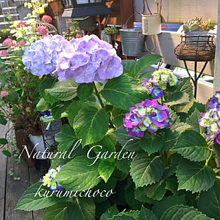 ベッド周り/秋色紫陽花/グリーンのある暮らし/多肉植物/丁寧な暮らしを心掛けて❁*.゚...などのインテリア実例 - 2017-06-10 09:14:14