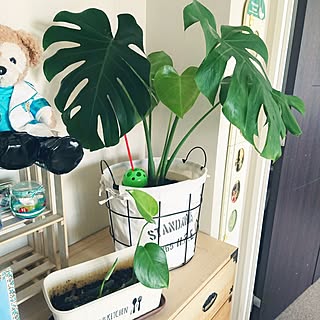 部屋全体/みどりのある暮らし/芽が出た/植物/緑...などのインテリア実例 - 2017-06-17 12:17:16
