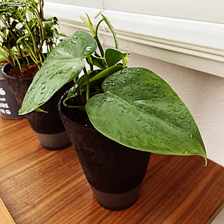 観葉植物 ブラジルポトスのおしゃれなアレンジ 飾り方のインテリア実例 Roomclip ルームクリップ