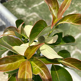 ヤマボウシの花のインテリア実例 Roomclip ルームクリップ