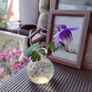 庭の花 オダマキのインテリア実例 Roomclip ルームクリップ 庭の花 オダマキのインテリア実例 Roomclip ルームクリップ