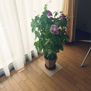 植物 アサガオのインテリア実例 Roomclip ルームクリップ