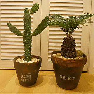 カリフォルニアスタイルに憧れる 観葉植物のある暮らしのインテリア実例 Roomclip ルームクリップ カリフォルニアスタイルに憧れる 観葉植物のある暮らしのインテリア実例 Roomclip ルームクリップ