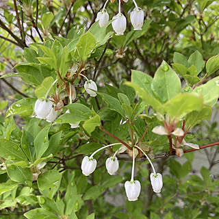 ドウダンツツジの花のインテリア実例 Roomclip ルームクリップ