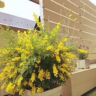 ラベンダー エニシダのおしゃれなアレンジ 飾り方のインテリア実例 Roomclip ルームクリップ ラベンダー エニシダのおしゃれなアレンジ 飾り方のインテリア実例 Roomclip ルームクリップ