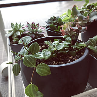 グリーンドラムのびのびのインテリア実例 Roomclip ルームクリップ