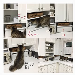 キッチン/キッチンの収納/猫のいる暮らし/NO CAT,NO LIFE❤️/ニャビーシック...などのインテリア実例 - 2017-02-12 18:56:51