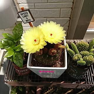玄関/入り口/NO GREEN NO LIFE/サボテン/サボテンの花/感謝♡感謝♡感謝♡...などのインテリア実例 - 2017-06-21 07:24:31