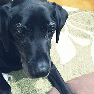 部屋全体/連投すみません/温かくご覧下さい。/RCの出会いに感謝♡/穏やかに過ごせる幸せ...などのインテリア実例 - 2017-05-11 14:03:46