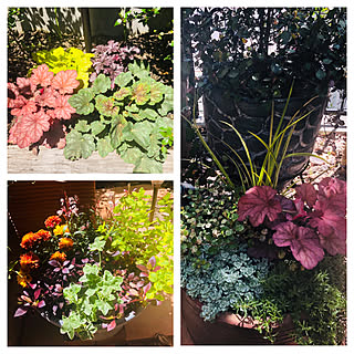 セダム 白雪ミセバヤのインテリア実例 Roomclip ルームクリップ