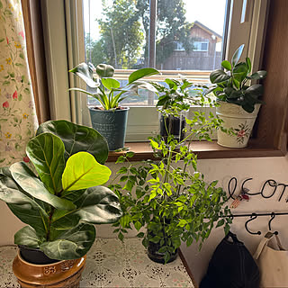 名前わからない観葉植物のインテリア実例 Roomclip ルームクリップ