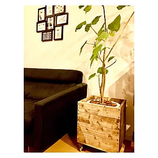 観葉植物 シマホ 島忠 ホームズ のインテリア実例 Roomclip ルームクリップ