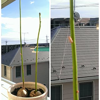 部屋全体/わんこと暮らす家/ヨーキー&マルチ大好き☆/建て替え中~☆/再生栽培のインテリア実例 - 2017-01-09 14:20:29