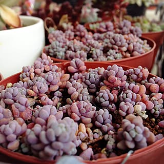 植物 パープルヘイズのインテリア実例 Roomclip ルームクリップ