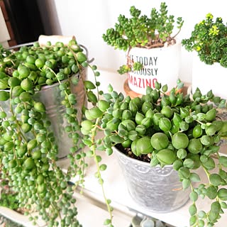 多肉植物 ピーチネックレスのおしゃれなアレンジ 飾り方のインテリア実例 Roomclip ルームクリップ 多肉植物 ピーチネックレスのおしゃれなアレンジ 飾り方のインテリア実例 Roomclip ルームクリップ