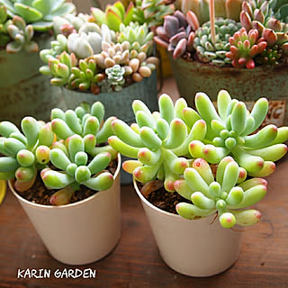 キッチン/多肉植物/フォロワー様に感謝です !/多肉中毒❤︎/多肉...などのインテリア実例 - 2019-05-30 06:25:10