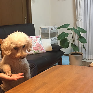 おあずけする犬 仕方なく お手のインテリア実例 Roomclip ルームクリップ