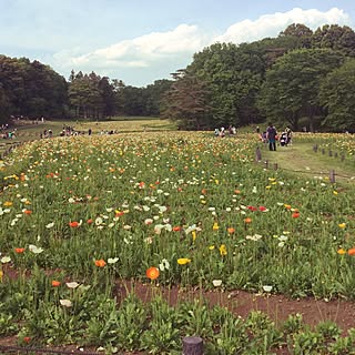 壁/天井/花畑/ポピー畑/壁天井ではないです…のインテリア実例 - 2016-05-08 21:09:45