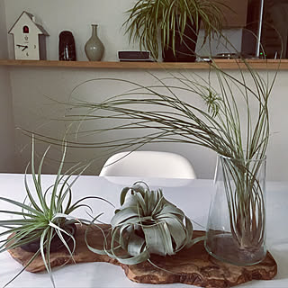 机/エアプランツ/いつもいいね！ありがとうございます♪/カメラマークと共存/三階建て...などのインテリア実例 - 2017-09-21 16:22:03