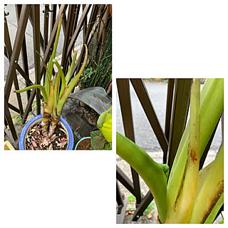 クワズイモに新芽がのインテリア実例 Roomclip ルームクリップ