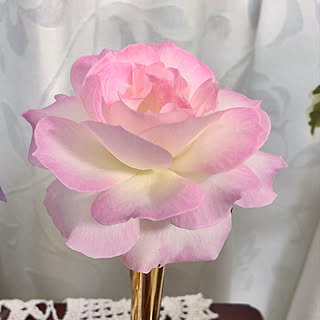 薔薇に夢中/グリーンのある暮らし/癒し/マンション暮らし/薔薇...などのインテリア実例 - 2019-11-27 09:34:13