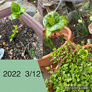 紫陽花 挿し木のおしゃれなアレンジ 飾り方のインテリア実例 Roomclip ルームクリップ