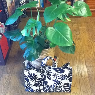 リビング/バッグ/植物/モンステラ/観葉植物のインテリア実例 - 2012-05-15 12:12:47