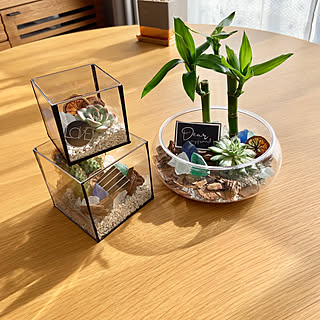 100均植物のインテリア実例 Roomclip ルームクリップ