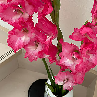 グラジオラスの花のインテリア実例 Roomclip ルームクリップ