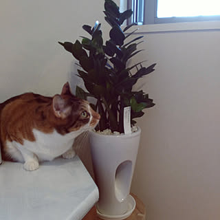 棚/植物初心者/狭小マンション/築10年超のタワマン/三毛猫...などのインテリア実例 - 2018-08-18 09:19:36