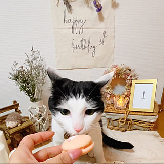 猫用ケーキのインテリア実例 ｜ RoomClip（ルームクリップ）