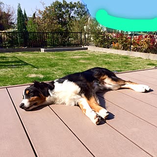 オーストラリアンシェパードのインテリア実例 Roomclip ルームクリップ