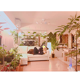 観葉植物のある暮らし ヘテロパナックスのインテリア実例 Roomclip ルームクリップ