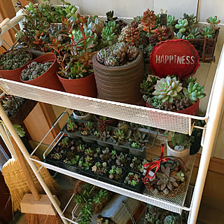 どこで●●しているの/植物に水をあげるところ/10000人の暮らし/ちまちま寄せ/多肉の寄せ植え...などのインテリア実例 - 2018-02-11 09:08:55
