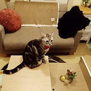 机/ビーカンパニー/B-COMPANY/ねこ/ねこのいる日常...などのインテリア実例 - 2017-10-13 00:02:41