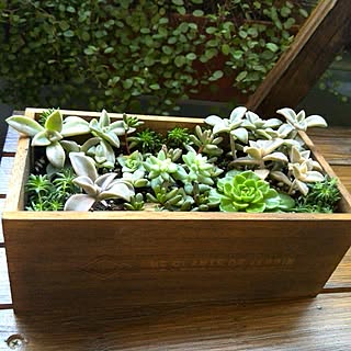 机/セリア/多肉植物/グリーン依存症♥/NO GREEN NO LIFE...などのインテリア実例 - 2016-10-26 16:54:09